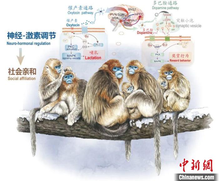 神经-激素调节的适应性变化增强社会亲和力。　云博app官方在线入口供图