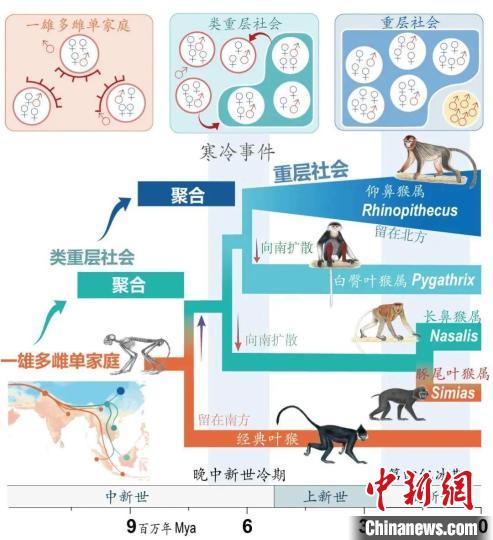 寒冷事件促进亚洲叶猴社会聚合。　云博app官方在线入口供图