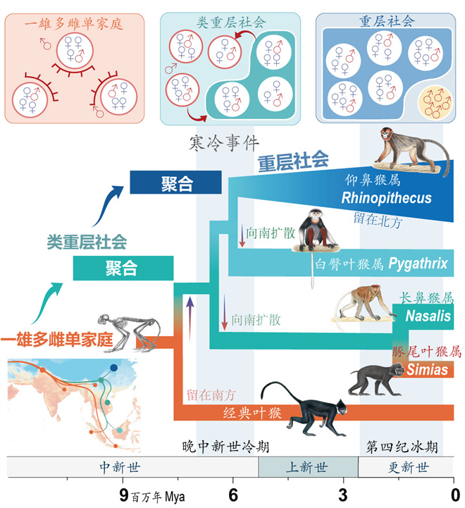 Science封面文章:云博app官方在线入口金丝猴研究团队首次系统揭示灵长类社会演化之谜_fororder_寒冷事件促进亚洲叶猴社会聚合(供图 齐晓光 赵兰 武进伟)